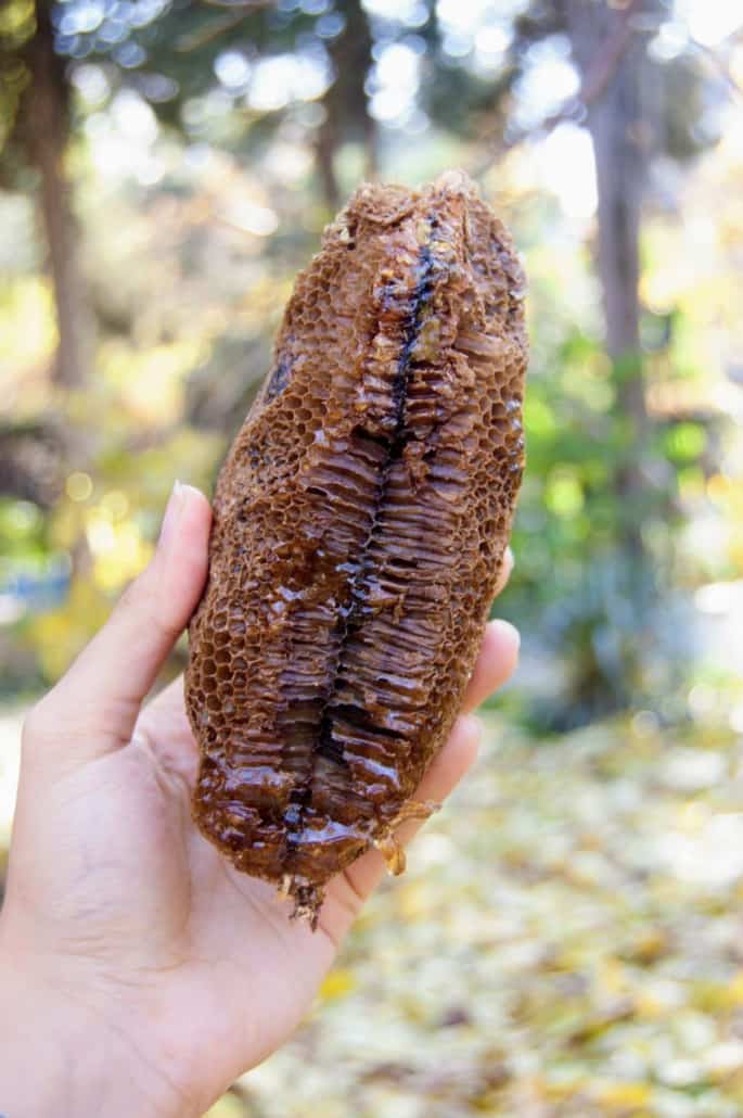 تصویر 3 از عسل کوهی وحشی با رایحه گیاهان خودرو و طبیعی